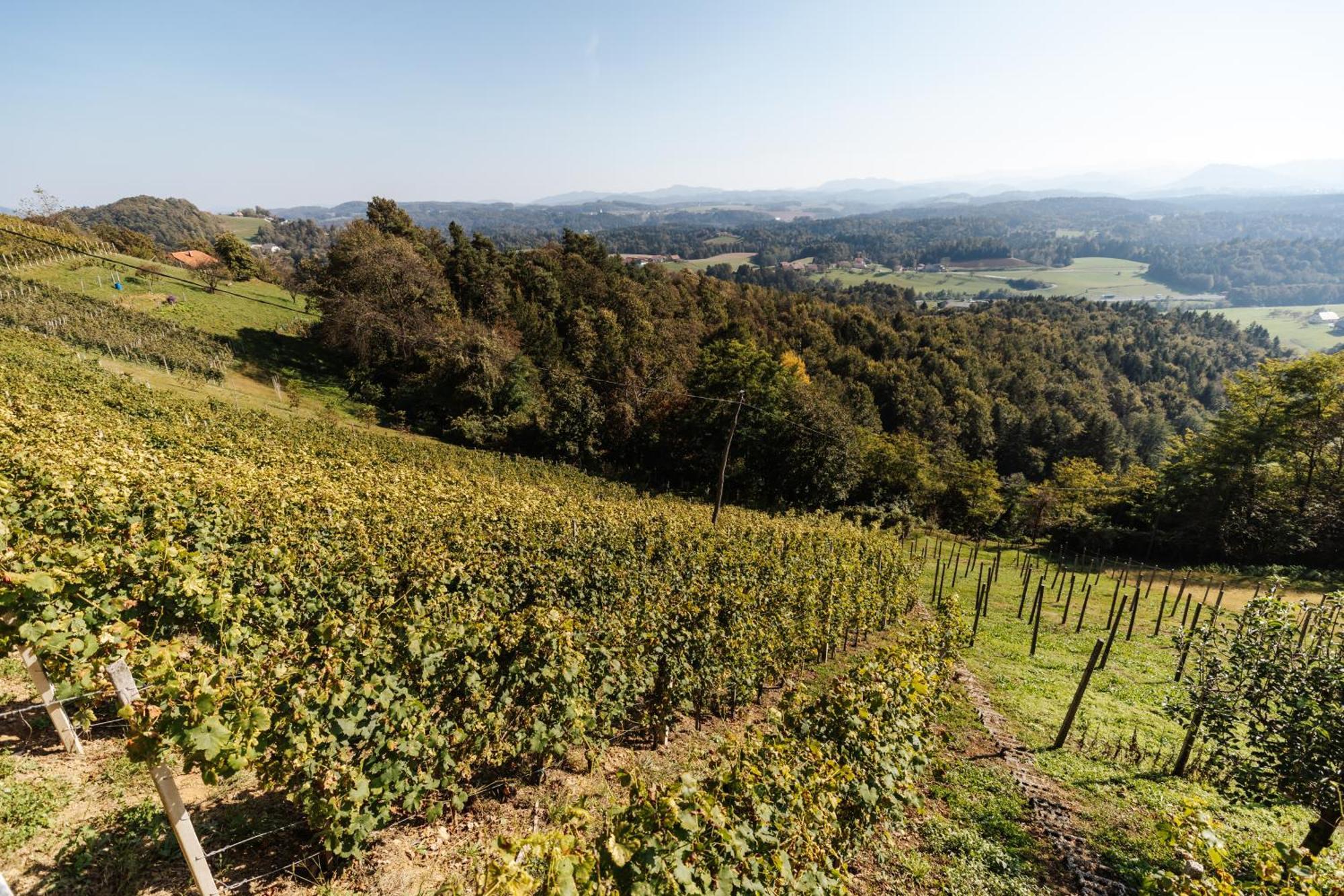 Vineyard Paradise Senica Dramlje Dış mekan fotoğraf